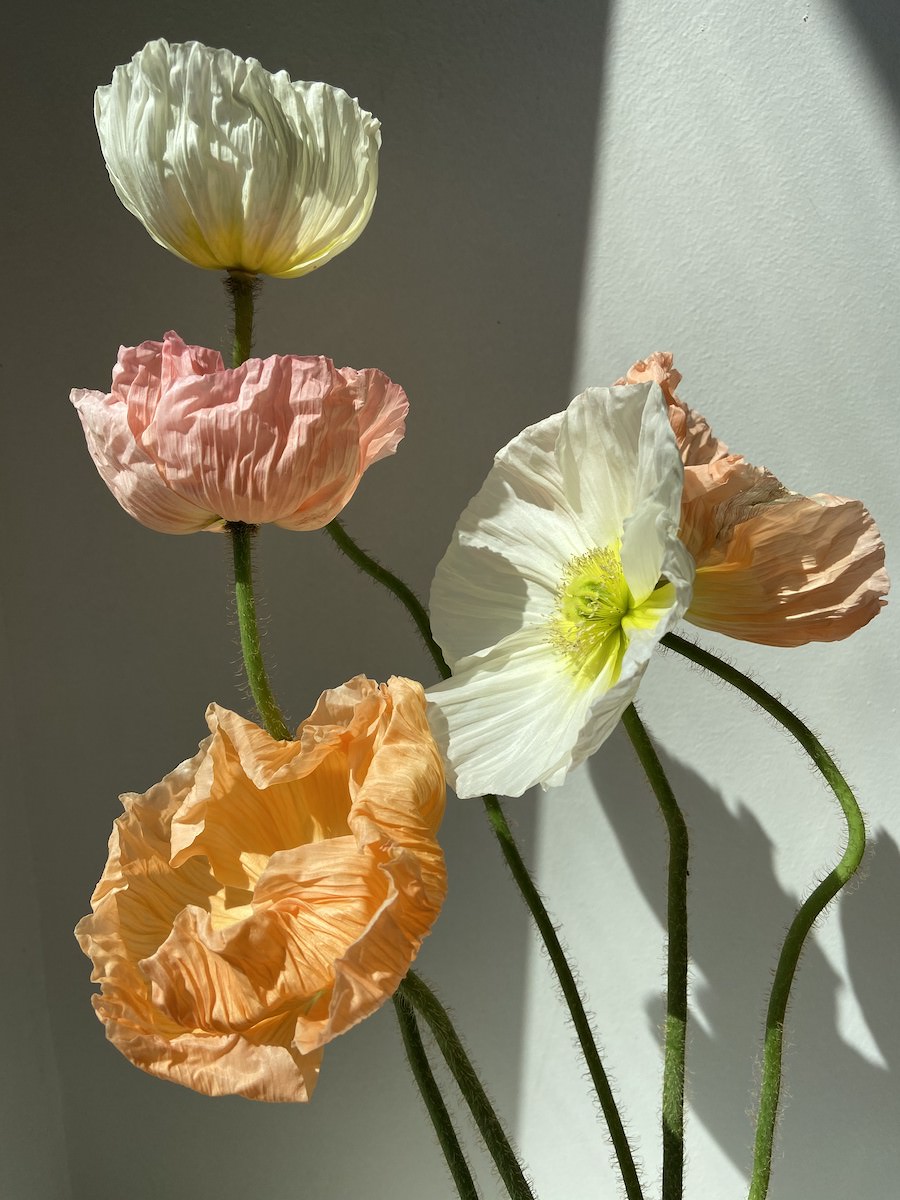 'Poppy', de Anna October.