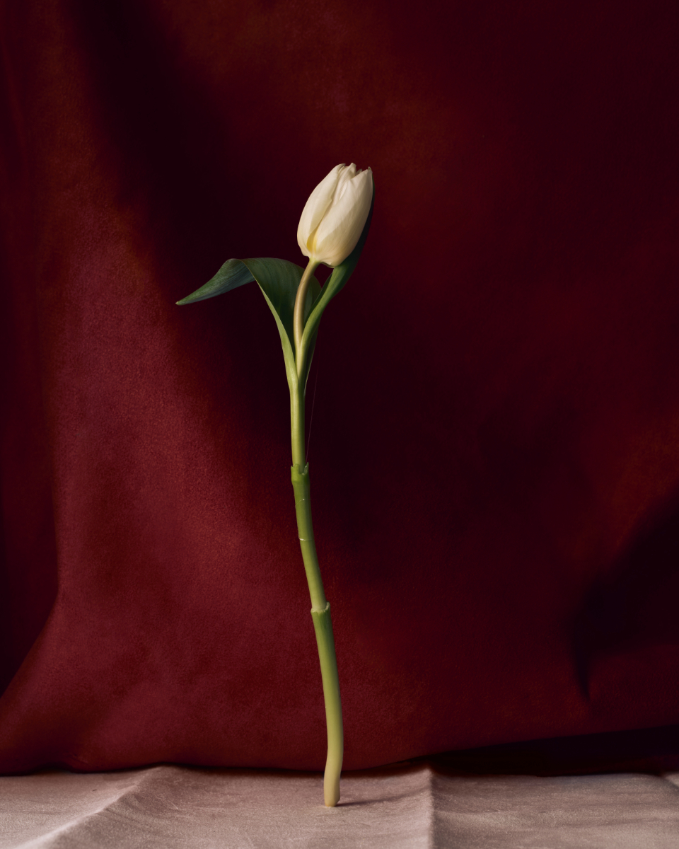 Casaco, KENT & CURWEN. Brincos, COMPLETEDWORKS.